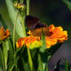 Erinnerungen an den Sommer