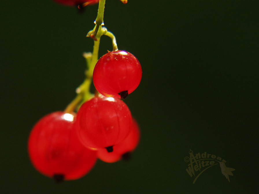 Erinnerungen an den Sommer