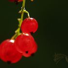 Erinnerungen an den Sommer