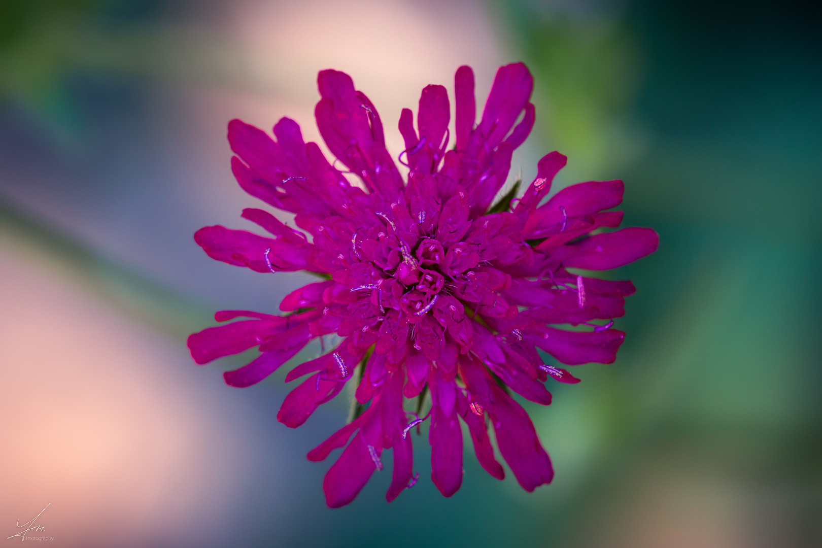 Erinnerungen an den Sommer Foto & Bild nah & makro, pflanzen, pilze