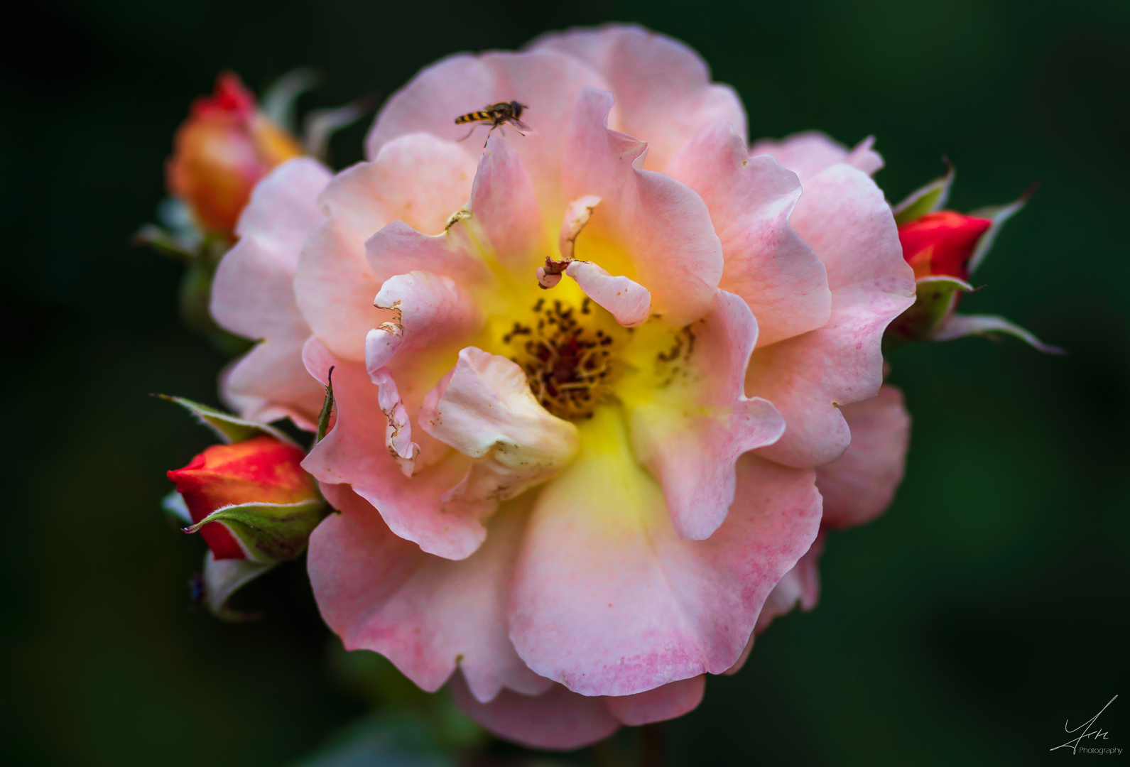 Erinnerungen an den Sommer Foto & Bild nah & makro, pflanzen, pilze