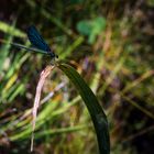 Erinnerungen an den Sommer