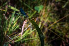 Erinnerungen an den Sommer