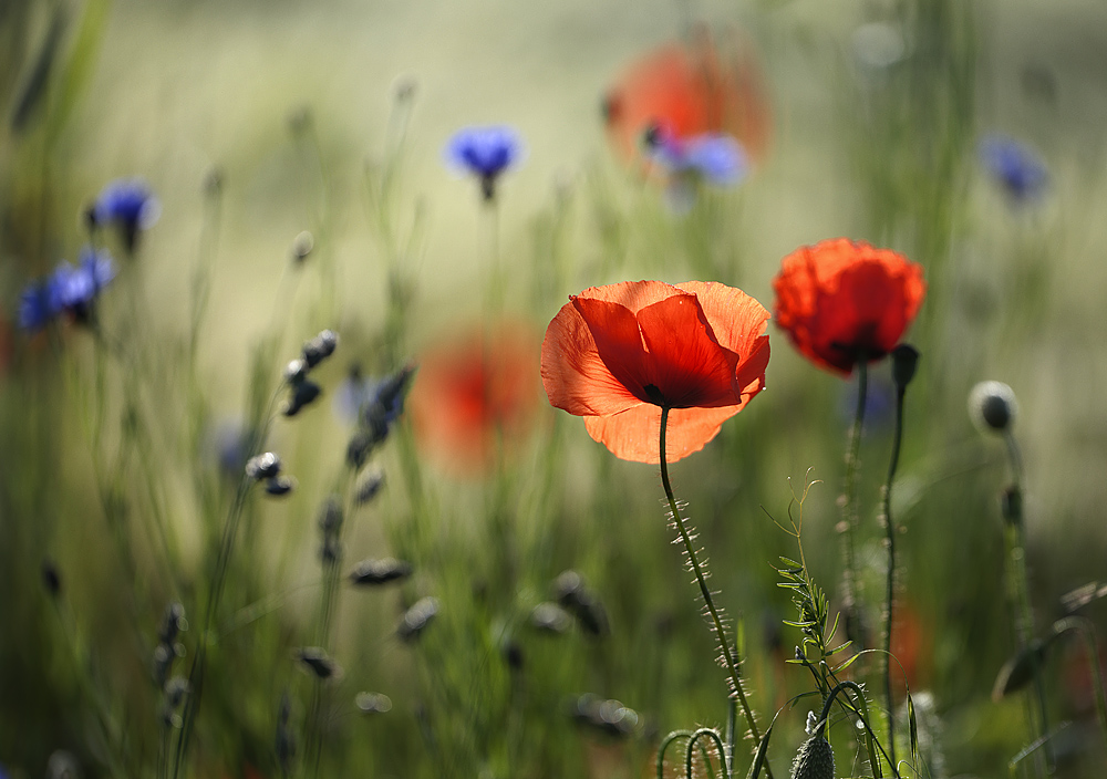 Erinnerungen an den Sommer