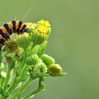 Erinnerungen an den Sommer