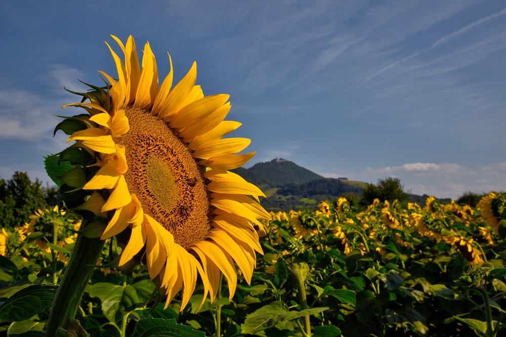 Erinnerungen an den Sommer