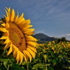 Erinnerungen an den Sommer