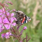 Erinnerungen an den vergangenen Sommer