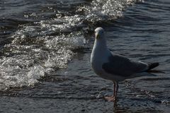 Erinnerungen an die Bretagne 13