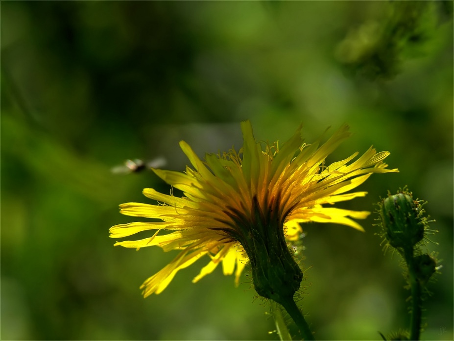 erinnerungen an die sonne