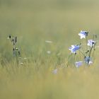 erinnerungen an einen längst vergangenen sommer (3)