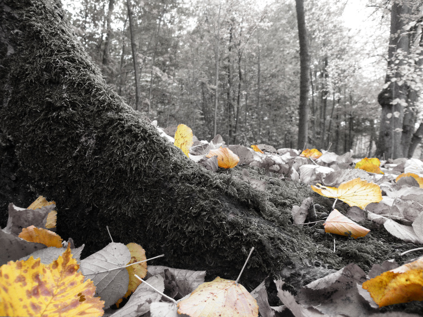 Erinnerungen an einen schönen Herbsttag