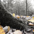 Erinnerungen an einen schönen Herbsttag