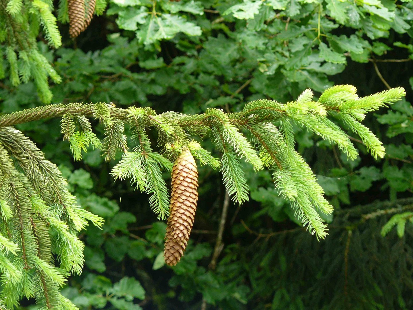 Erinnerungen an einen Sommer - bald verblasst