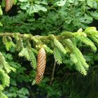 Erinnerungen an einen Sommer - bald verblasst