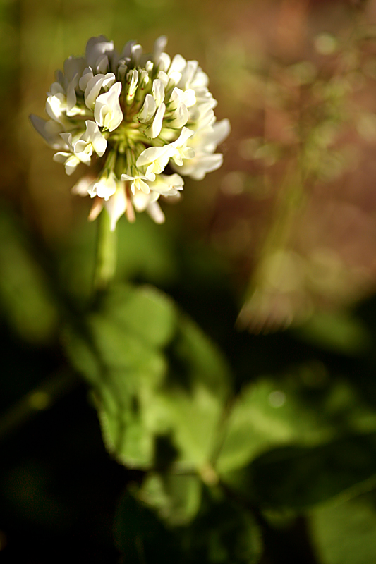 Erinnerungen an einen Sommer ... (I)