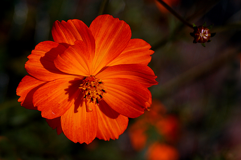 Erinnerungen an einen Sommer ... (III)