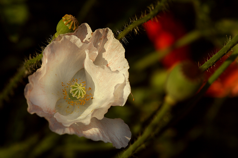 Erinnerungen an einen Sommer .... (V)