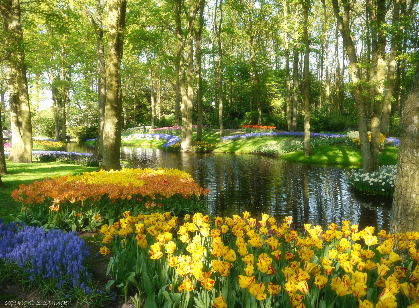 Erinnerungen an einen wunderschönen Frühling... Foto & Bild