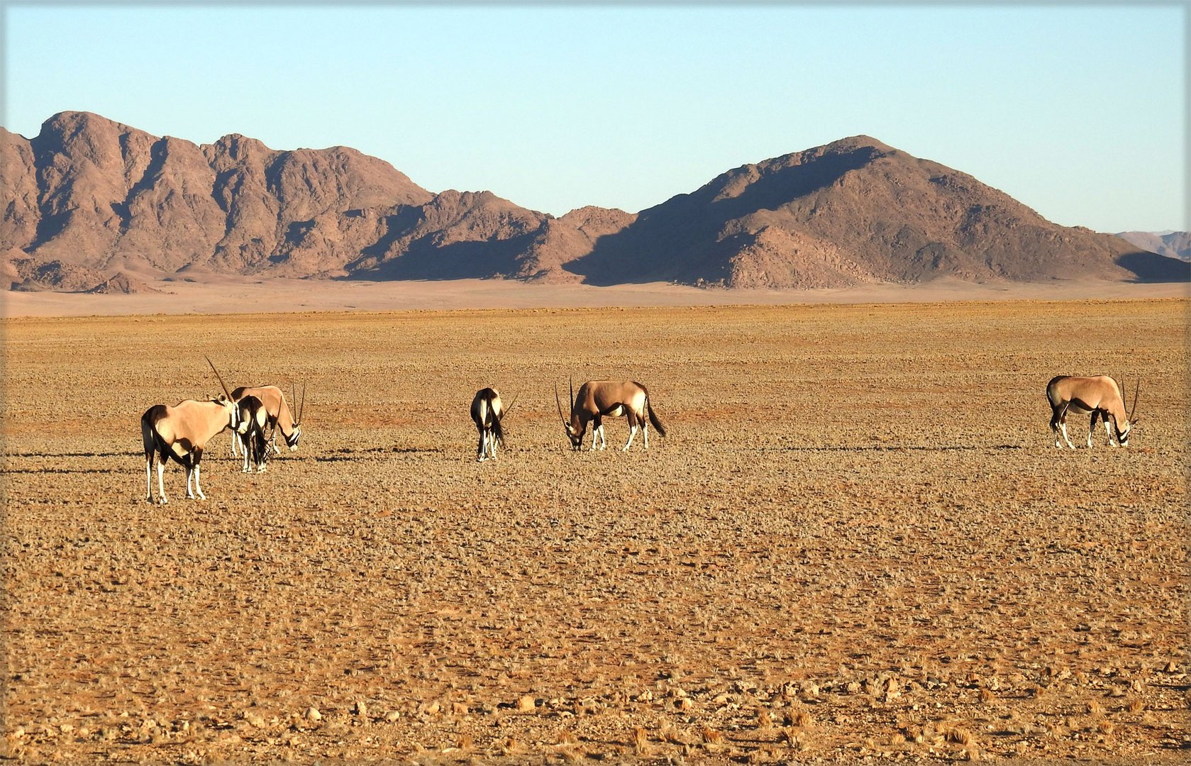 Erinnerungen an Namibia: Fressen wo es nichts gibt.