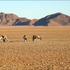 Erinnerungen an Namibia: Fressen wo es nichts gibt.