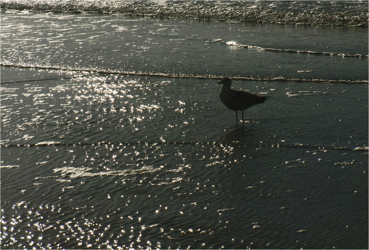 Erinnerungen an Sylt (21)