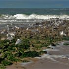 Erinnerungen an Sylt (38)