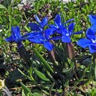 ERINNERUNGEN !!  Frühlingsenzian vom Gentiana verna Typ in den Dolomiten...