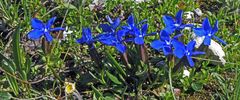 ERINNERUNGEN !!  Frühlingsenzian vom Gentiana verna Typ in den Dolomiten...