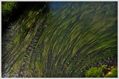 Erinnerungen sind Wasserpflanzen