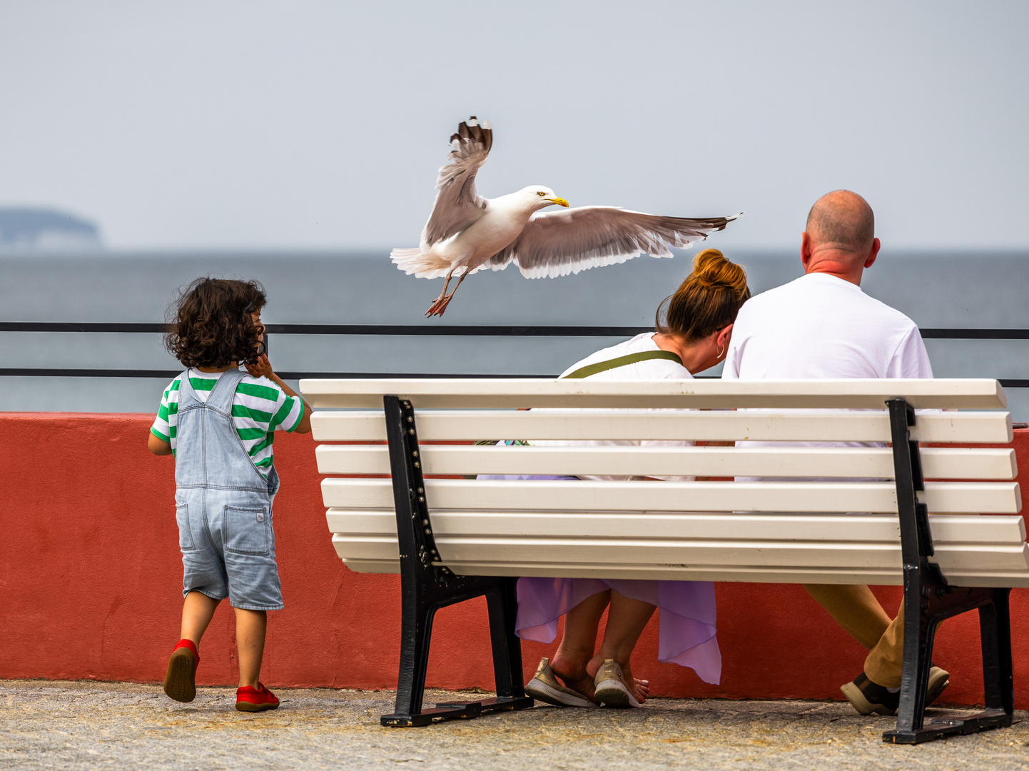 Erinnerungen Sommer 2023 - der Möwen Flüsterer