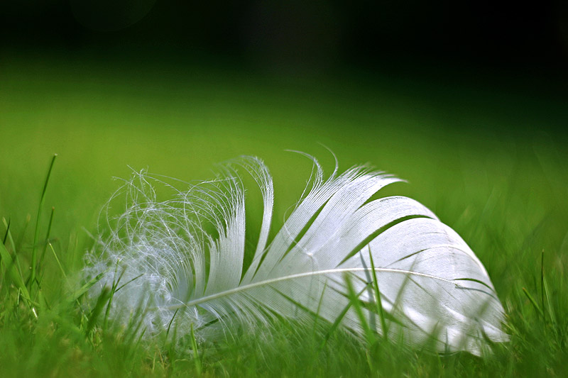 Erinnerungen von einem Vogel