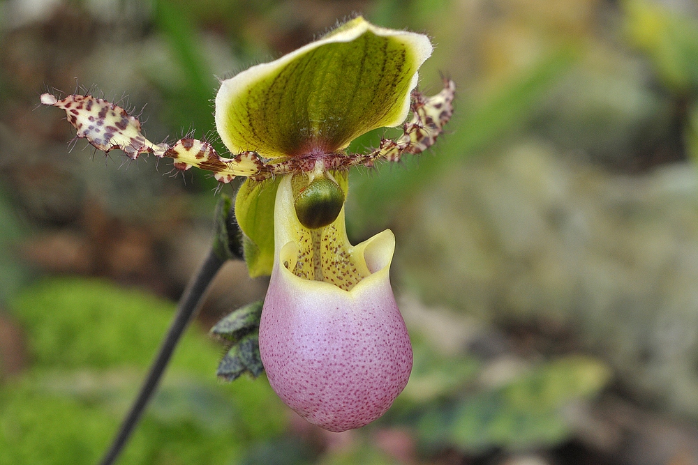 Erinnerungsblümchen 2019