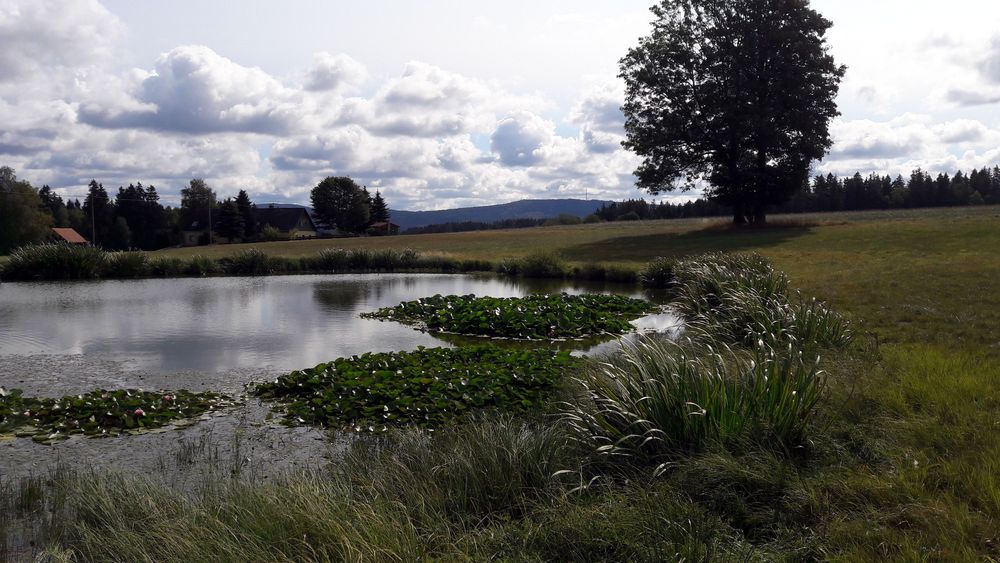 Erinnerungsfoto  Seerosen (vor dem Abfischen)  12.9.18