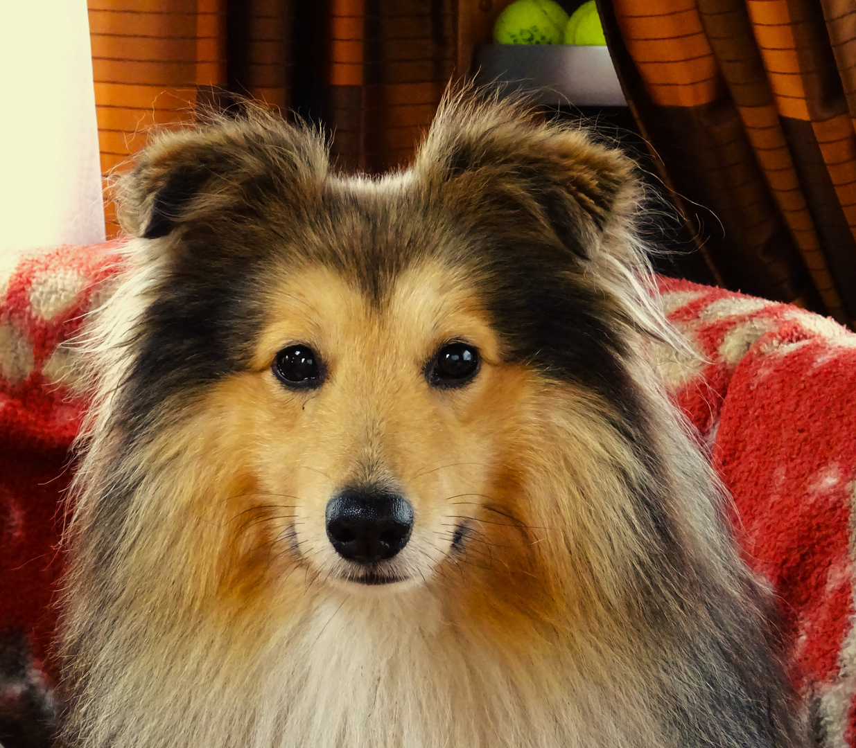 Erinnerungsfoto von Sheltie Easy