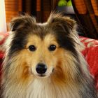 Erinnerungsfoto von Sheltie Easy