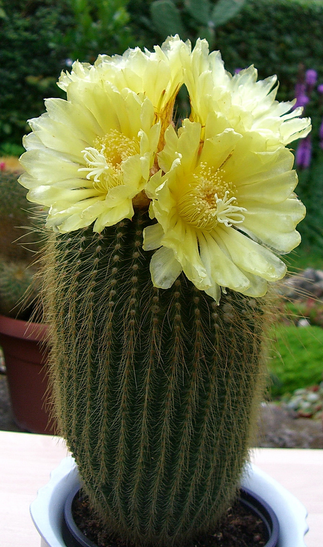 Eriocactus leninghausii