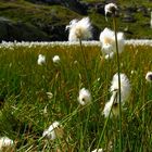 ERIOFORI - RIFUGIO CREMONA