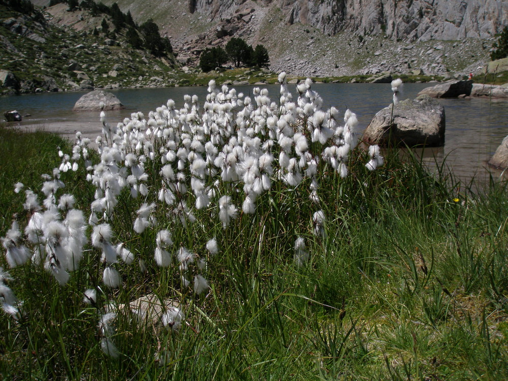 Eriophorum angustifolium