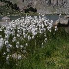 Eriophorum angustifolium