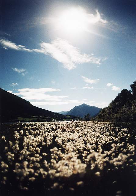 Eriophorum augustifolium