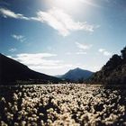 Eriophorum augustifolium