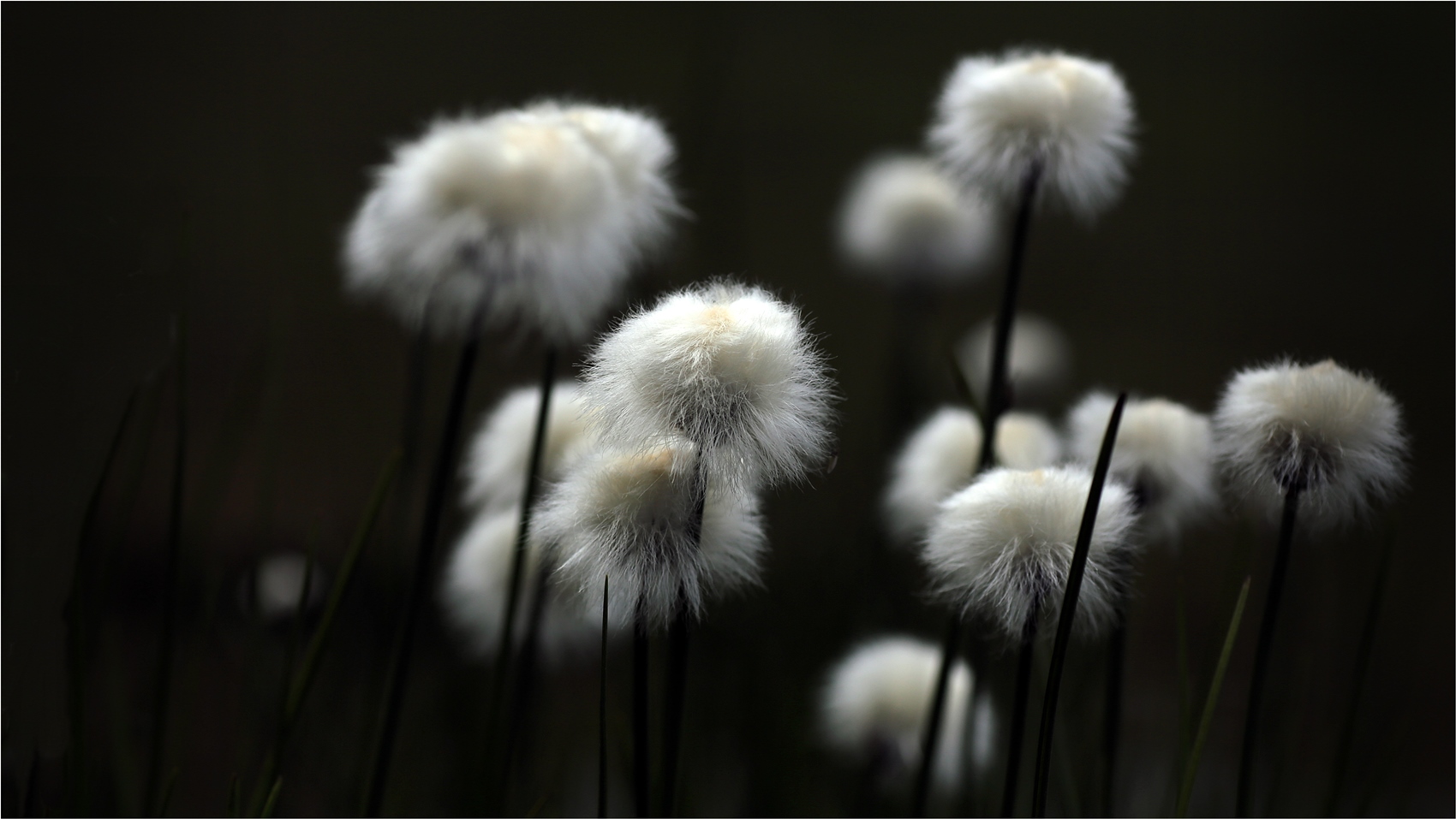 Eriophorum