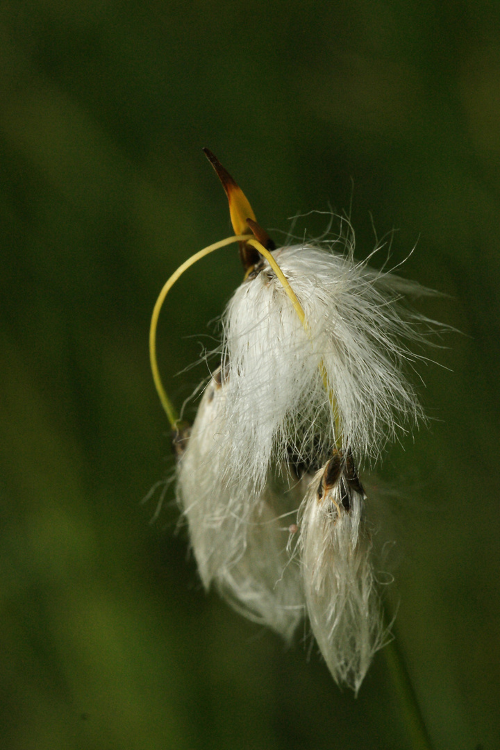 Eriophorum / Schmalblättriges Wollgras