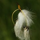 Eriophorum / Schmalblättriges Wollgras