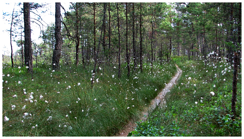 Eriophorum - Wollgras