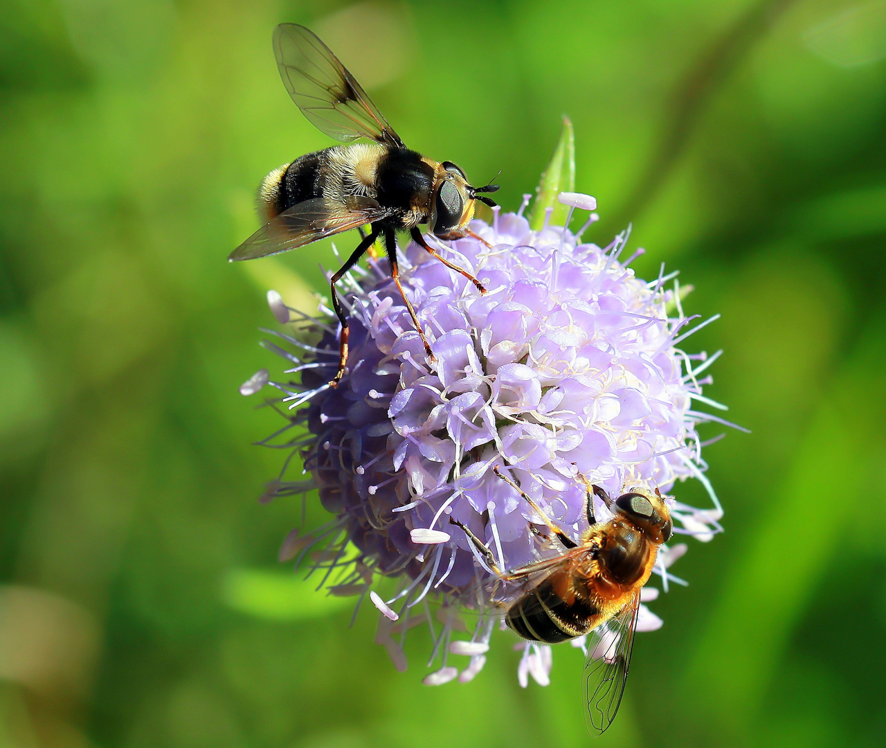 Eriozona syrphidae & Eristalis abusiva sur Succisa pratensis