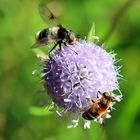 Eriozona syrphidae & Eristalis abusiva sur Succisa pratensis