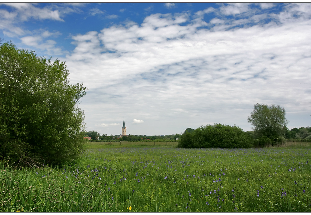 eriskirch mit irisblüte