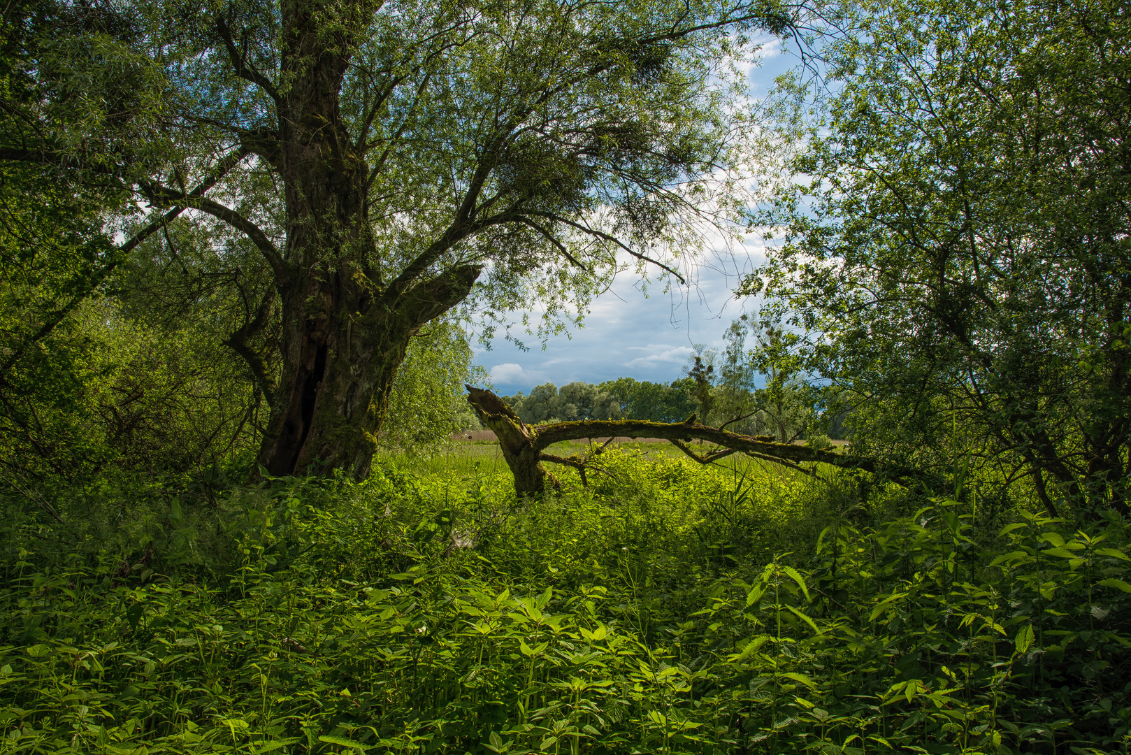 eriskirch naturpark